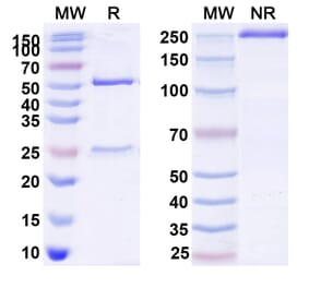 SDS-PAGE - Anti-FLT3 Antibody [AMG 329] Biosimilar - BSA and Azide free (A341039) - Antibodies.com