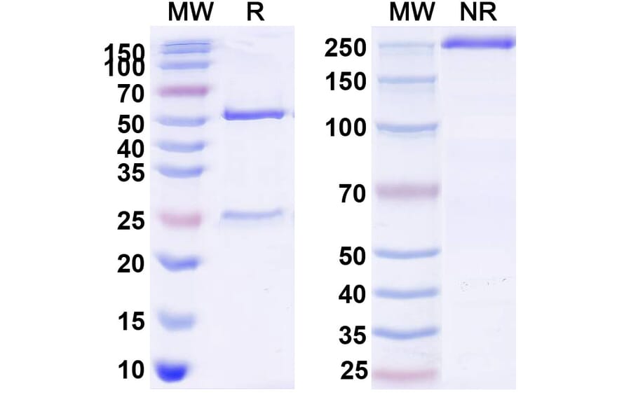 SDS-PAGE - Anti-FLT3 Antibody [AMG 329] Biosimilar - BSA and Azide free (A341039) - Antibodies.com