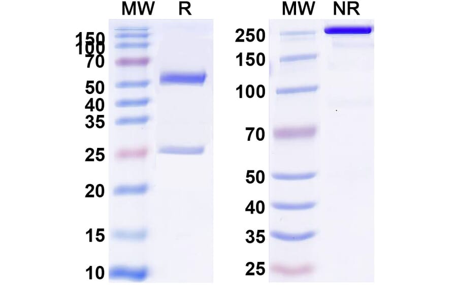 SDS-PAGE - Anti-Glypican 3 + CD3 epsilon Bispecific Antibody [ERY974] (A341045) - Antibodies.com