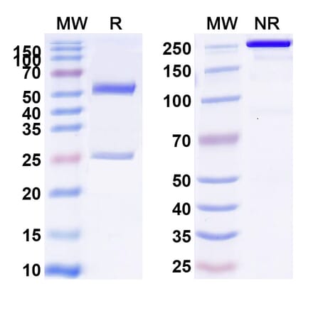 SDS-PAGE - Anti-Glypican 3 + CD3 epsilon Bispecific Antibody [ERY974] (A341045) - Antibodies.com