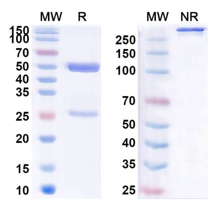 SDS-PAGE - Anti-Glypican 3 + CD3 epsilon Bispecific Antibody [CM350] (A341046) - Antibodies.com