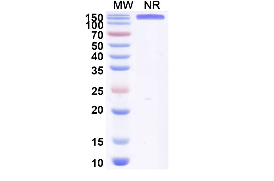 SDS-PAGE - Anti-P-Cadherin + CD3 epsilon Bispecific Antibody [PF 6671008] (A341047) - Antibodies.com