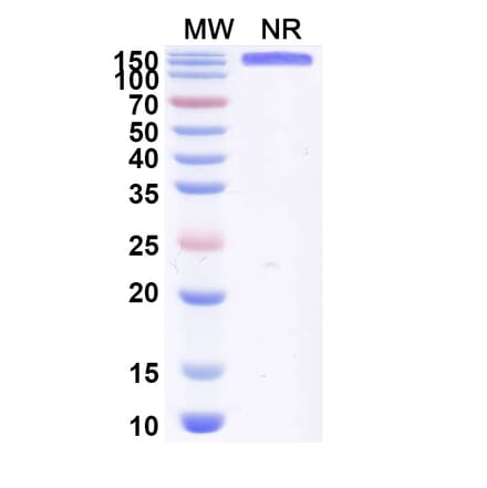 SDS-PAGE - Anti-P-Cadherin + CD3 epsilon Bispecific Antibody [PF 6671008] (A341047) - Antibodies.com