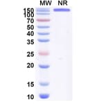 SDS-PAGE - Anti-P-Cadherin + CD3 epsilon Bispecific Antibody [PF 6671008] (A341047) - Antibodies.com