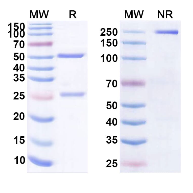 SDS-PAGE - Anti-CD19 + CD3 epsilon Bispecific Antibody [AMG 562] (A341048) - Antibodies.com