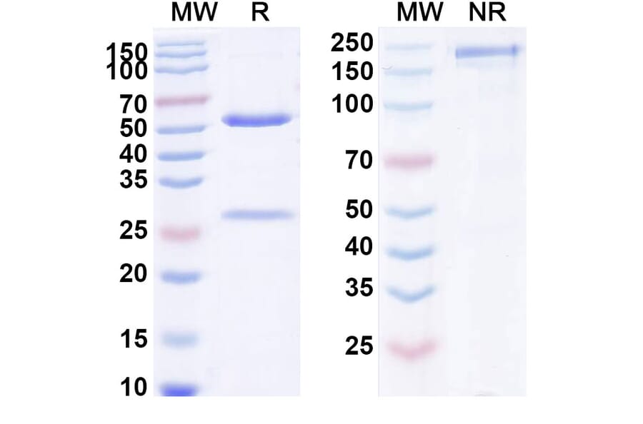 SDS-PAGE - Anti-IgE + Albumin Bispecific Antibody [ALX-0962] (A341052) - Antibodies.com