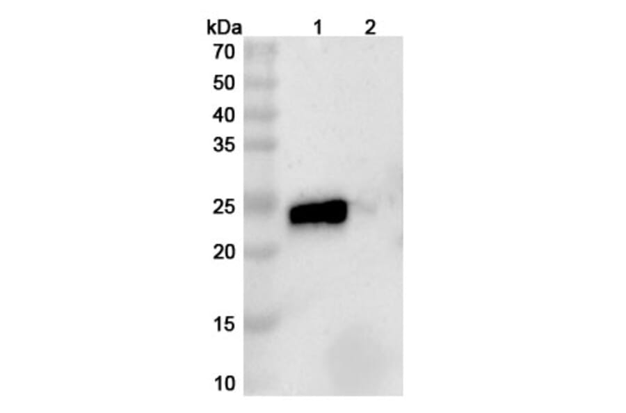 SDS-PAGE - Anti-TL1A + TNF alpha Bispecific Antibody [AMG 966] (A341054) - Antibodies.com