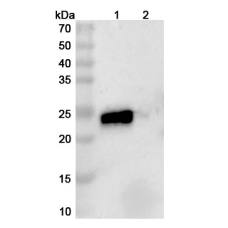 SDS-PAGE - Anti-TL1A + TNF alpha Bispecific Antibody [AMG 966] (A341054) - Antibodies.com