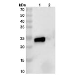 SDS-PAGE - Anti-TL1A + TNF alpha Bispecific Antibody [AMG 966] (A341054) - Antibodies.com