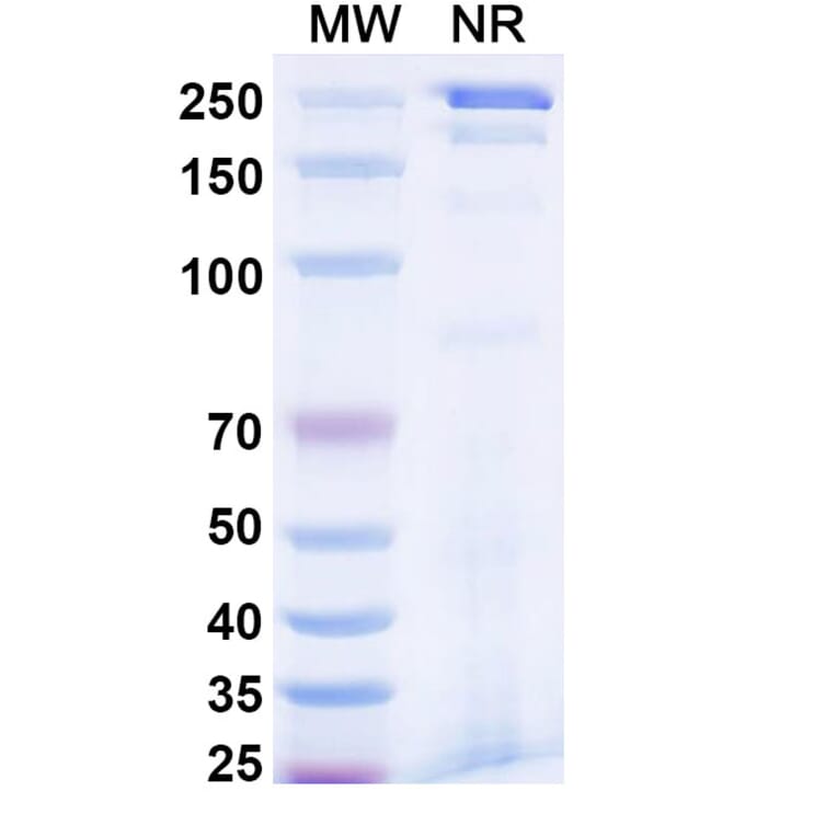 SDS-PAGE - Anti-TL1A + TNF alpha Bispecific Antibody [AMG 966] (A341054) - Antibodies.com