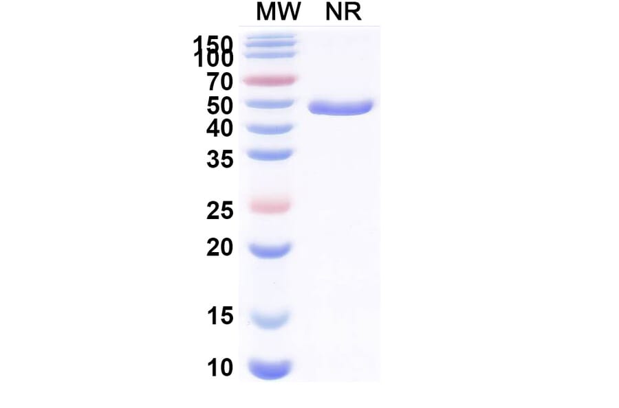 SDS-PAGE - Anti-CX3CR1 + Albumin Bispecific Antibody [BI 655088] (A341058) - Antibodies.com