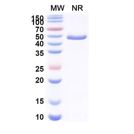 SDS-PAGE - Anti-CX3CR1 + Albumin Bispecific Antibody [BI 655088] (A341058) - Antibodies.com