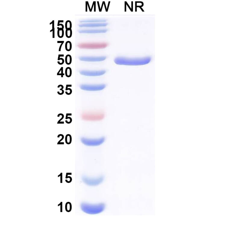 SDS-PAGE - Anti-CX3CR1 + Albumin Bispecific Antibody [BI 655088] (A341058) - Antibodies.com