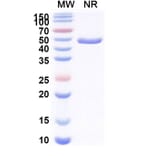 SDS-PAGE - Anti-CX3CR1 + Albumin Bispecific Antibody [BI 655088] (A341058) - Antibodies.com