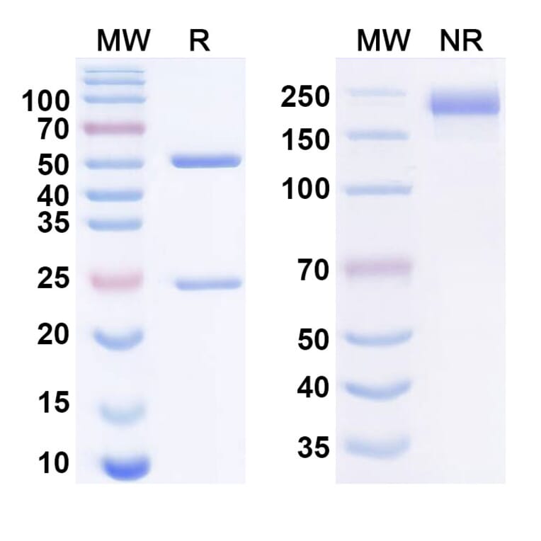 SDS-PAGE - Anti-FLT3 + Axl + CD40 Bispecific Antibody [Sym029] (A341059) - Antibodies.com
