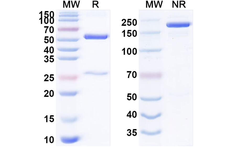 SDS-PAGE - Anti-CD38 + CD3 epsilon Bispecific Antibody [AMG-424] (A341060) - Antibodies.com