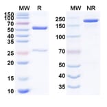 SDS-PAGE - Anti-CD38 + CD3 epsilon Bispecific Antibody [AMG-424] (A341060) - Antibodies.com