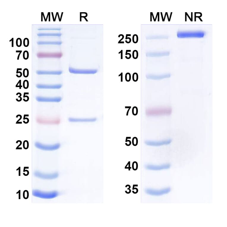 SDS-PAGE - Anti-CD38 + CD3 epsilon Bispecific Antibody [GBR-1342] (A341061) - Antibodies.com