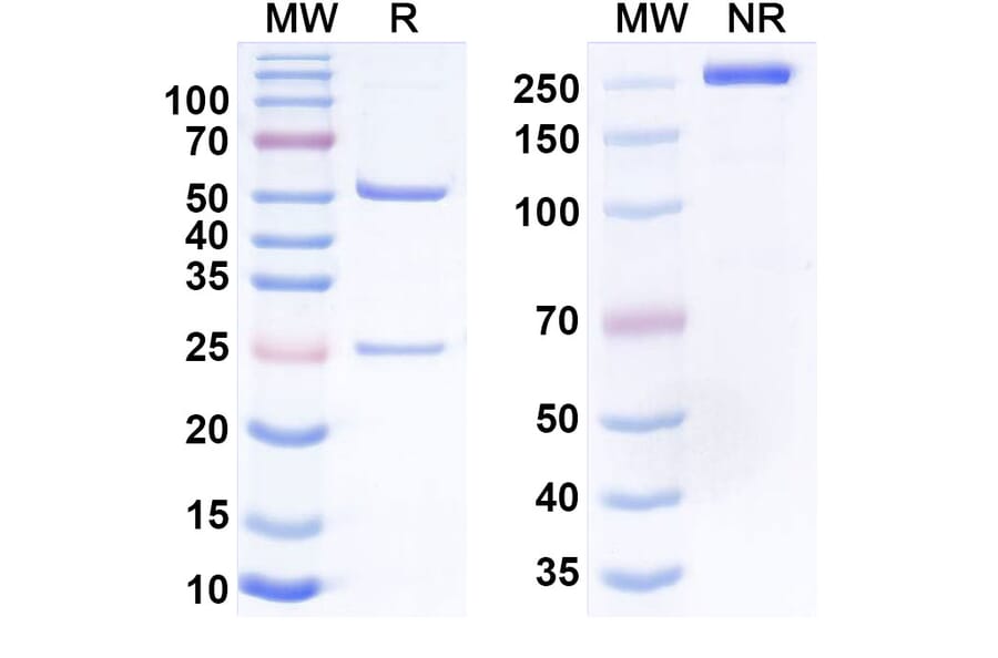 SDS-PAGE - Anti-CD133 + CD3 epsilon Bispecific Antibody [MS133] (A341062) - Antibodies.com