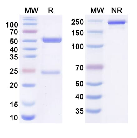 SDS-PAGE - Anti-CEA + CD3 epsilon Bispecific Antibody [MEDI-565] (A341064) - Antibodies.com