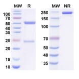 SDS-PAGE - Anti-CEA + CD3 epsilon Bispecific Antibody [MEDI-565] (A341064) - Antibodies.com