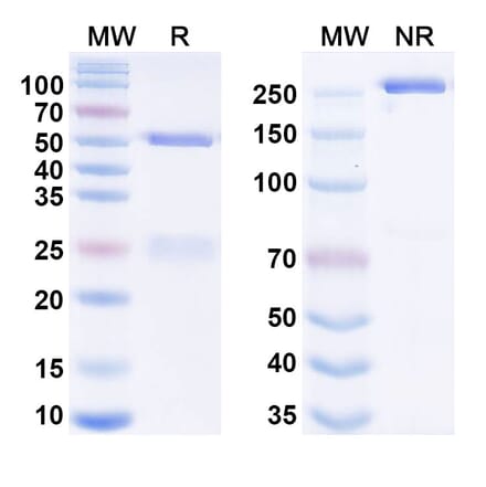 SDS-PAGE - Anti-FcRn + Carbanilic acid Bispecific Antibody [MDX-220] (A341065) - Antibodies.com