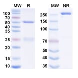 SDS-PAGE - Anti-FcRn + Carbanilic acid Bispecific Antibody [MDX-220] (A341065) - Antibodies.com