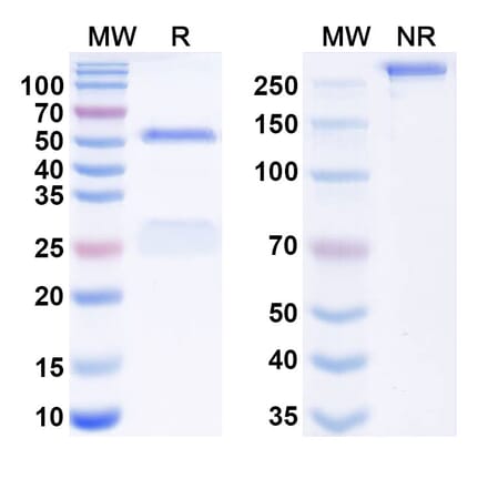 SDS-PAGE - Anti-gp160 + CD4 Bispecific Antibody [GS-8588] (A341066) - Antibodies.com