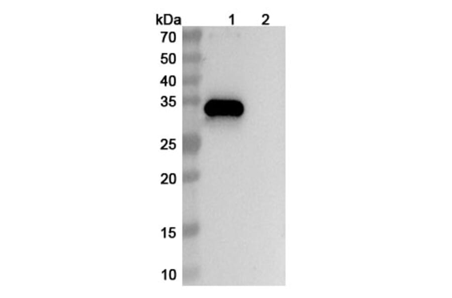 SDS-PAGE - Anti-CD38 + BCMA + CD3 epsilon Bispecific Antibody [ISB2001] (A341069) - Antibodies.com