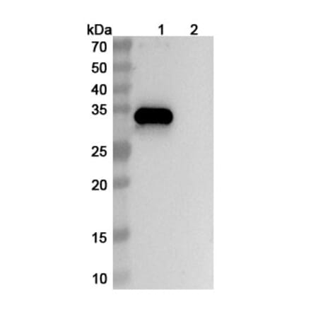 SDS-PAGE - Anti-CD38 + BCMA + CD3 epsilon Bispecific Antibody [ISB2001] (A341069) - Antibodies.com