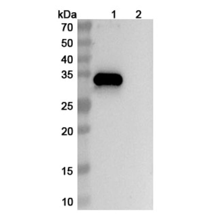 SDS-PAGE - Anti-CD38 + BCMA + CD3 epsilon Bispecific Antibody [ISB2001] (A341069) - Antibodies.com