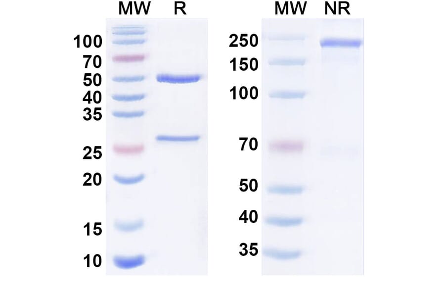SDS-PAGE - Anti-DLL3 + CD47 Bispecific Antibody [PT-217] (A341070) - Antibodies.com