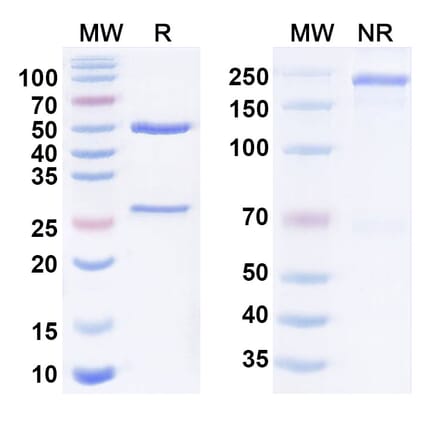 SDS-PAGE - Anti-DLL3 + CD47 Bispecific Antibody [PT-217] (A341070) - Antibodies.com