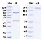 SDS-PAGE - Anti-DLL3 + CD47 Bispecific Antibody [PT-217] (A341070) - Antibodies.com