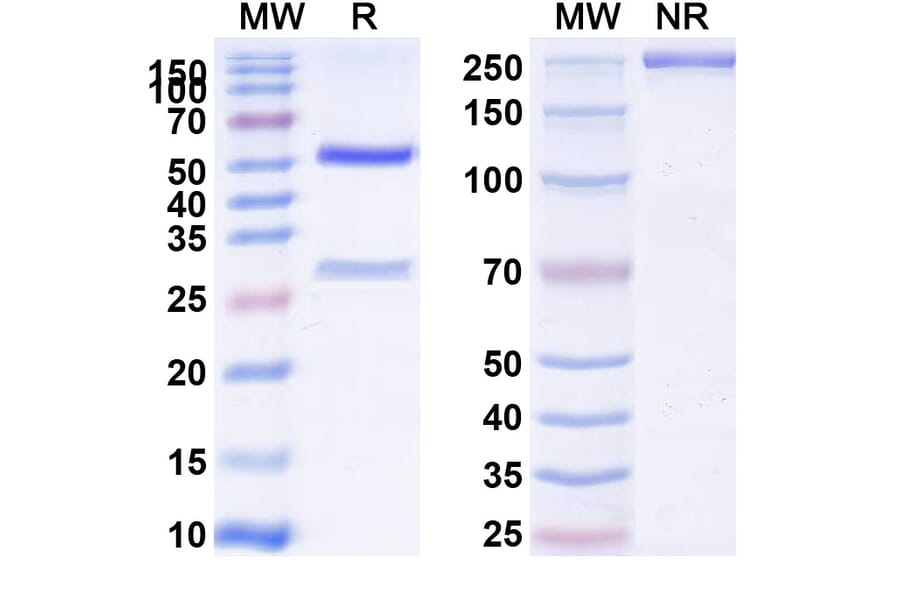 SDS-PAGE - Anti-Integrin alpha V + ITGB6 Bispecific Antibody [7.1G10] (A341076) - Antibodies.com
