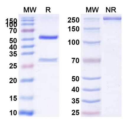SDS-PAGE - Anti-Integrin alpha V + ITGB6 Bispecific Antibody [7.1G10] (A341076) - Antibodies.com