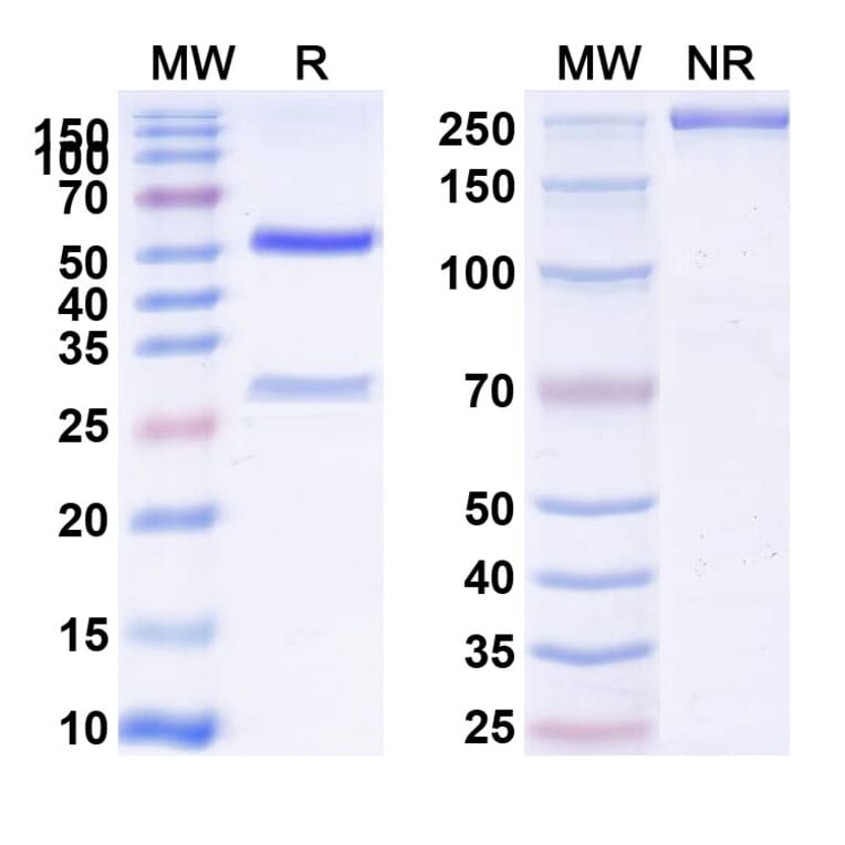 SDS-PAGE - Anti-Integrin alpha V + ITGB6 Bispecific Antibody [7.1G10] (A341076) - Antibodies.com
