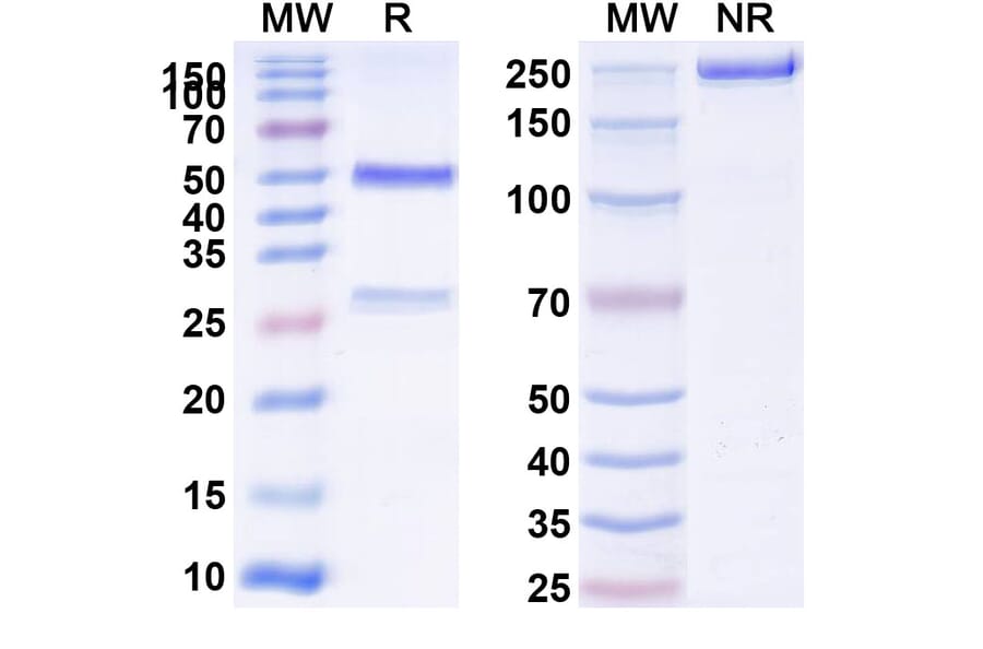 SDS-PAGE - Anti-Integrin alpha V + ITGB6 Bispecific Antibody [6.2B10] (A341077) - Antibodies.com