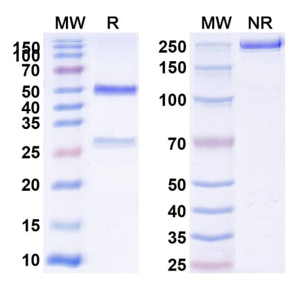 SDS-PAGE - Anti-Integrin alpha V + ITGB6 Bispecific Antibody [6.2B10] (A341077) - Antibodies.com