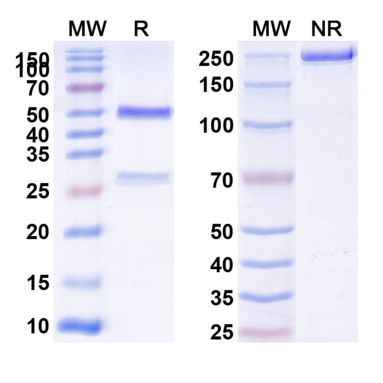 SDS-PAGE - Anti-Integrin alpha V + ITGB6 Bispecific Antibody [6.2B10] (A341077) - Antibodies.com