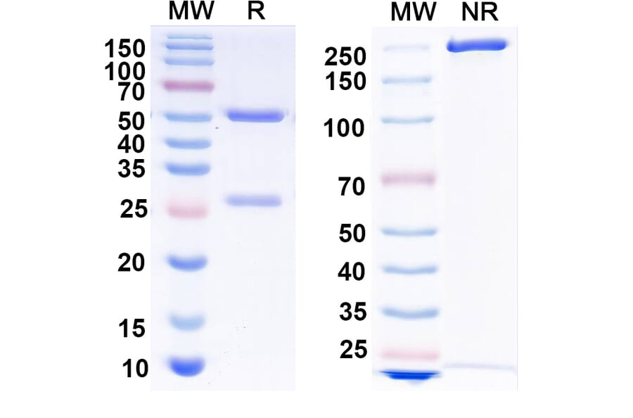 SDS-PAGE - Anti-Envelope Glycoprotein H +gL Complex Bispecific Antibody [769B10] (A341118) - Antibodies.com