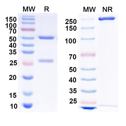 SDS-PAGE - Anti-Envelope Glycoprotein H +gL Complex Bispecific Antibody [769B10] (A341118) - Antibodies.com