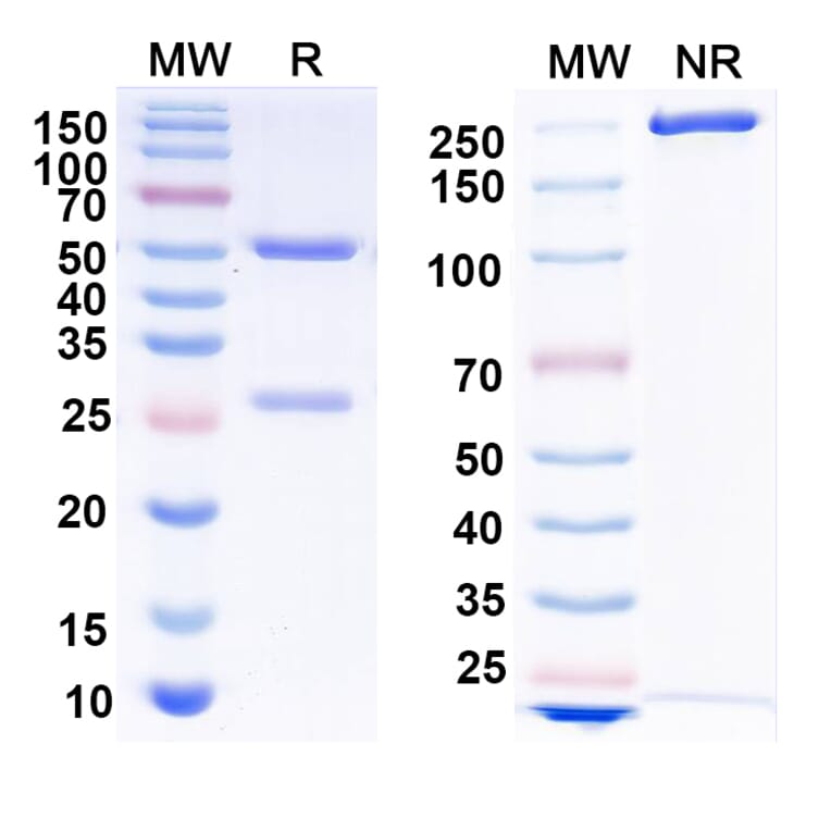 SDS-PAGE - Anti-Envelope Glycoprotein H +gL Complex Bispecific Antibody [769B10] (A341118) - Antibodies.com