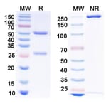 SDS-PAGE - Anti-Envelope Glycoprotein H +gL Complex Bispecific Antibody [769B10] (A341118) - Antibodies.com