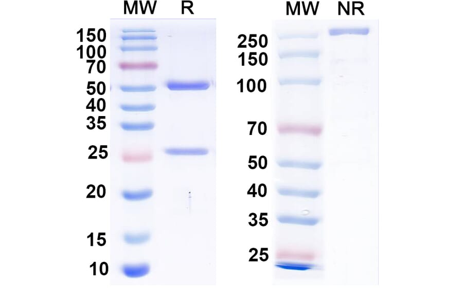 SDS-PAGE - Anti-Envelope Glycoprotein H +gL Complex Bispecific Antibody [AMMO1] (A341119) - Antibodies.com