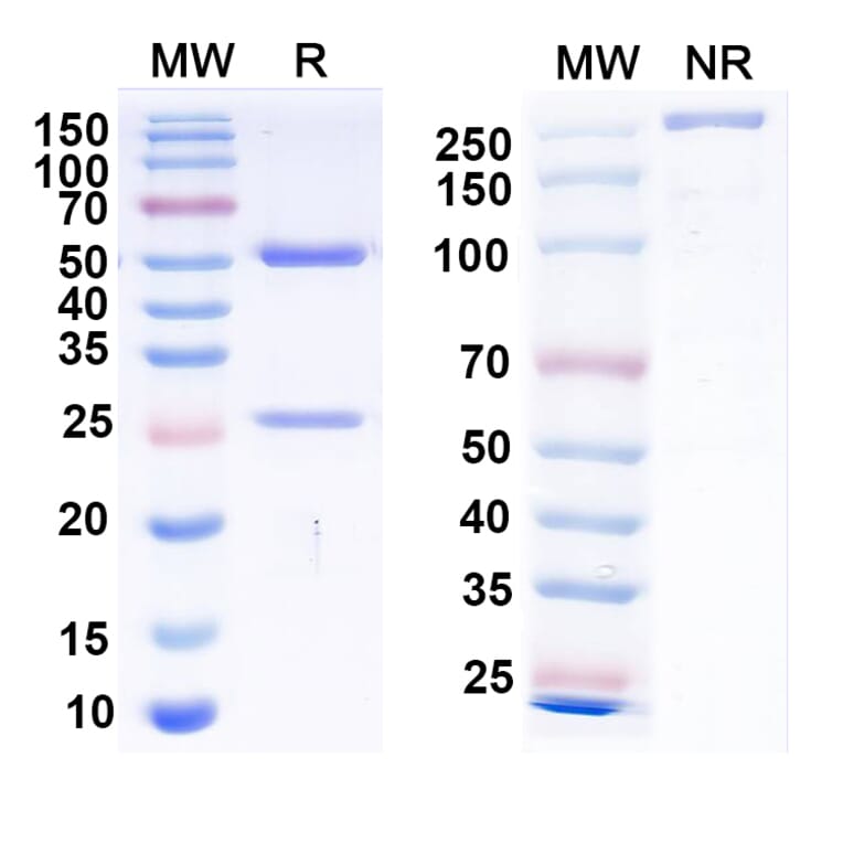 SDS-PAGE - Anti-Envelope Glycoprotein H +gL Complex Bispecific Antibody [AMMO1] (A341119) - Antibodies.com