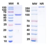 SDS-PAGE - Anti-Envelope Glycoprotein H +gL Complex Bispecific Antibody [AMMO1] (A341119) - Antibodies.com