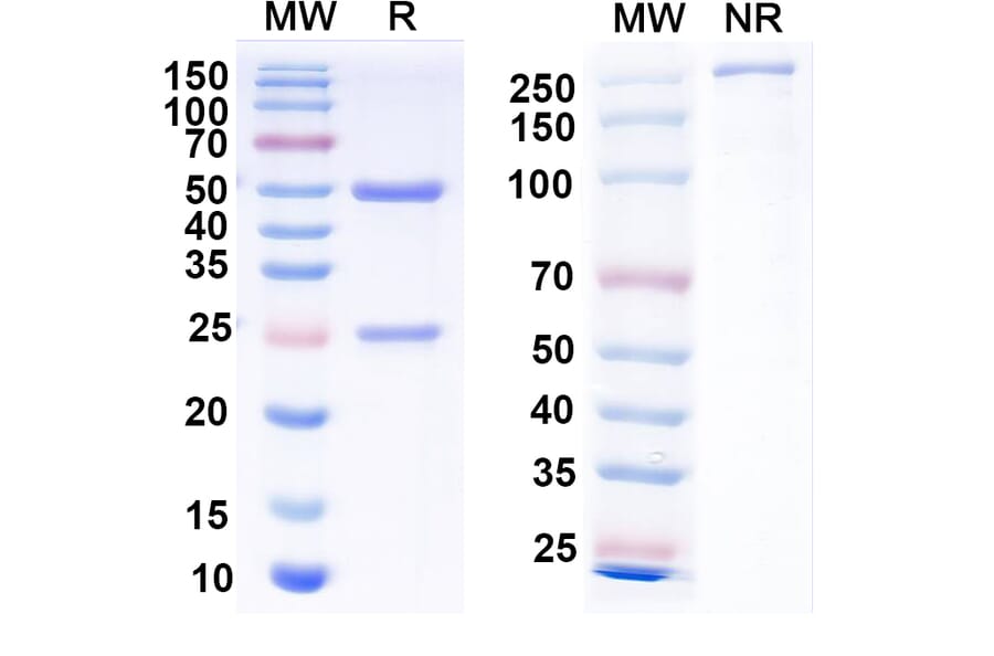 SDS-PAGE - Anti-Envelope Glycoprotein H +gL Complex Bispecific Antibody [E1D1] (A341120) - Antibodies.com