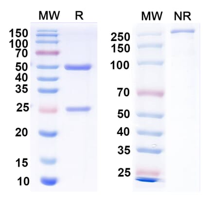 SDS-PAGE - Anti-Envelope Glycoprotein H +gL Complex Bispecific Antibody [E1D1] (A341120) - Antibodies.com