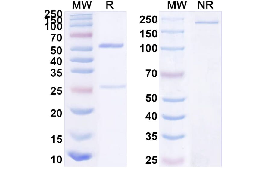 SDS-PAGE - Anti-UL128 + UL131A Bispecific Antibody [Iv0187] (A341125) - Antibodies.com